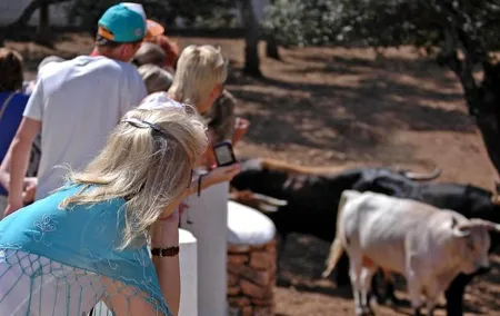 Andalucia Bull and Horse Farm and Ronda Private Tour from Malaga