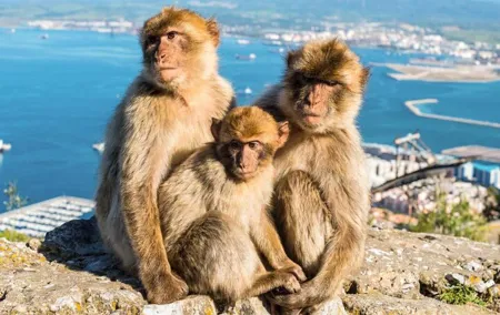 Private Gibraltar Tour from Malaga Puerto Costa del Sol