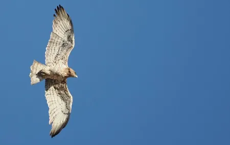 Birdwatching in Ronda and Grazalema