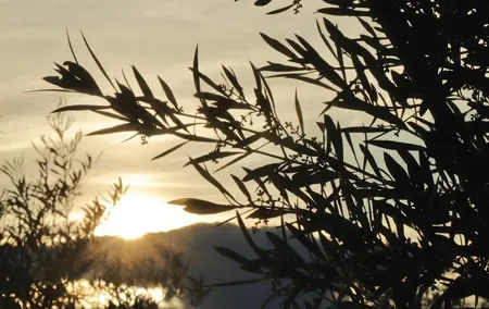 Countryside Harvest Experience