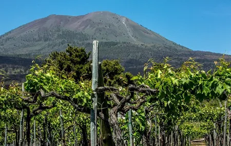 Scenic Wine Tasting & Lunch on the Slopes of Vesuvius from Naples