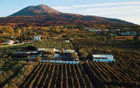 Organic Wine Tasting & Lunch on Vesuvius with Transfer from Naples
