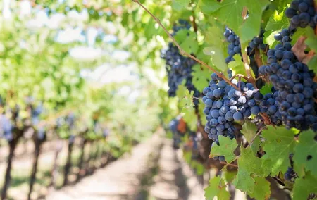 Mount Vesuvius Wine Tasting Experience from Naples or Sorrento