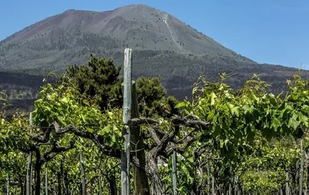 Vesuvius Wine Tasting Tour from Naples with Lunch