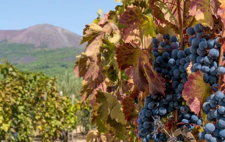 Mt. Vesuvius Tour from Naples with Lunch at a Vineyard Included