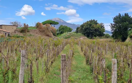 Day on a private and guided tour of Pompeii and Naples with lunch
