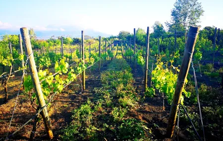 Visit 2 wine producers with tasting and transportation included