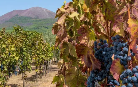 Private Mt Vesuvius and Pompeii with Lunch and Wine Farm Experience