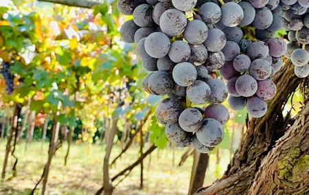 Craftsmanship and Flavors of Sorrento and Amalfi Coast