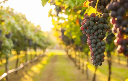 Private Tour: Pompeii & Wine Tasting at the Slopes of Mt Vesuvius