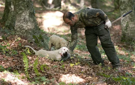 Private Tour: Truffle-Hunting Experience from Naples with Lunch