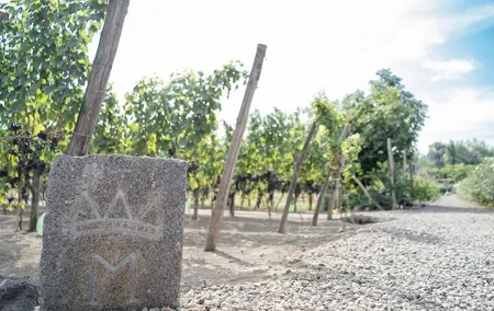 6 Hour Pompeii and Winery Private Tour