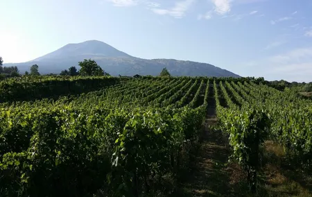 Wine Tour and Lunch with Winetasting and Vineyard Visit