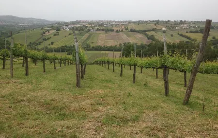 Full-Day Wine Tasting Tour in the Province of Avellino