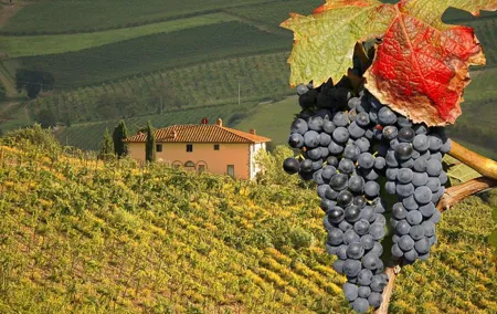 Truffle and Brunello Sommelier Vip Experience in Tuscany Lands from Rome