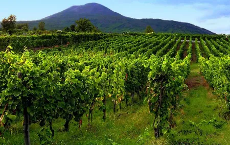 Tour of Sorrento Exploration+Wine Tasting with Lunch on Mt. Vesuvius (Full Day)