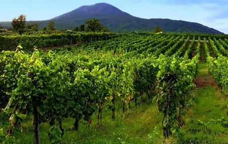 Pompei-herculaneum & Wine Tasting