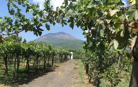 Private Guided Wine Tasting Experience in Vesuvius with Lunch
