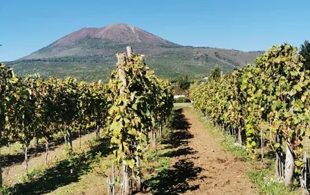 Private tour Ercolano Ruines and Wine tour tasting