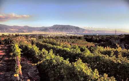 Wine Tasting - Tour and Tasting in Vesuvius Winemaker