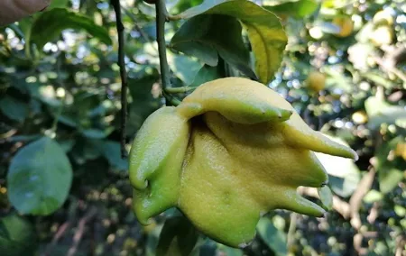 Lemon and olive oil in Sorrento Coast