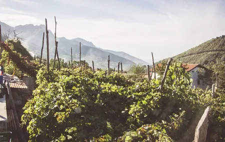 Full Day Private Amalfi Coast Wine and Food Tasting Tour
