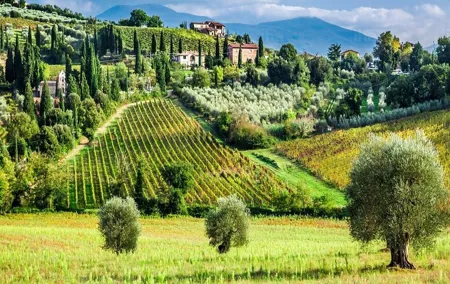 Truffle and Sommelier Vip Experience in Tuscany from Rome
