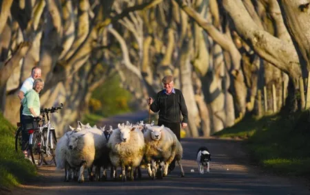 Dublin to Dunluce Castle, Giant's Causeway, Dark Hedges & Belfast