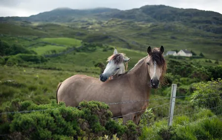 2-Day Connemara and Galway Bay Rail Tour from Dublin