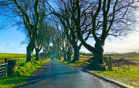 Private Day Trip to the Dark Hedges & Giants Causeway from Dublin