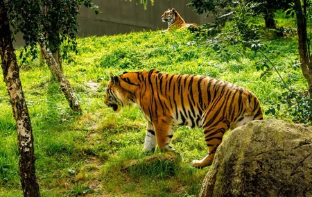Dublin Zoo Skip-the-line Tickets and Private Transfers