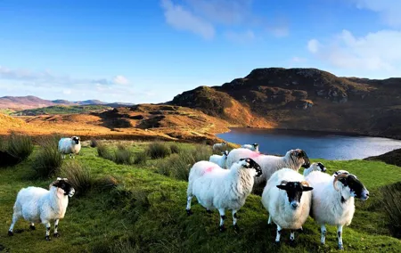 Connemara, Castles, Cong village & Sheepdog farm demo from Galway