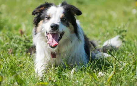 Caherconnell Fort & Sheepdog Demonstrations