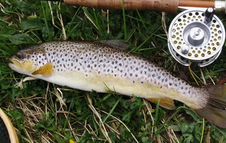 Wild Brown trout fly fishing with guide on Lough Corrib, County Galway.