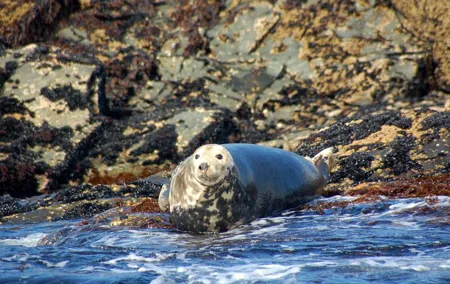 Connemara & Inishturk Island wildlife watching cruise. Private guided Full-day
