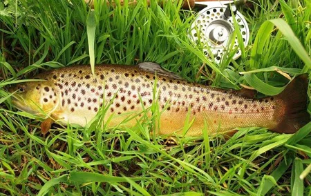 Wild Brown Trout fishing. Lough Corrib. French speaking Ghillie/Guide. Full day.