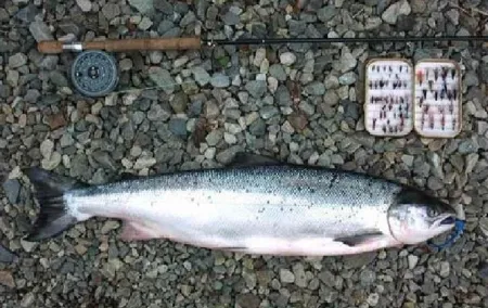 Atlantic Salmon & Sea Trout fishing.Connemara.English/French speaking Ghillie