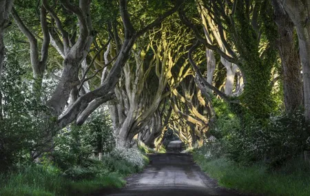 Game of Thrones and Giant's Causeway Full-Day Tour from Belfast