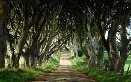 Game of Thrones and Giant's Causeway Day Tour from Belfast