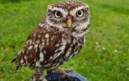 Bespoke Full-Day Falconry and Giant's Causeway Tour from Belfast