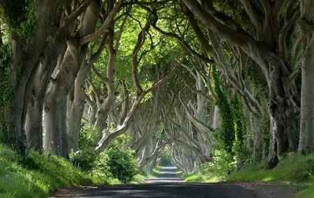 Private Game of Thrones including Giant's Causeway Causeway Coast Rope Bridge