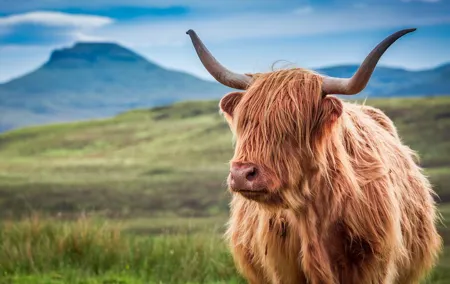 Scottish Highlands, Loch Ness and Glencoe Day Trip from Edinburgh