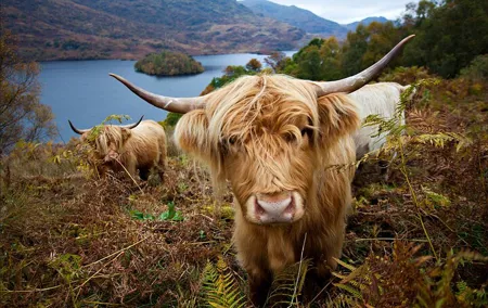 Private Tour of Loch Ness, Glencoe and Highlands from Edinburgh