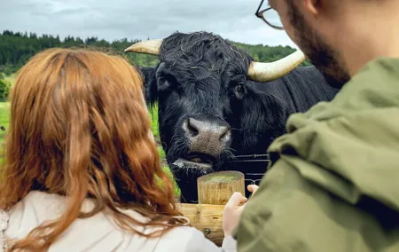 Hairy Coos & Highland Views: A Short Day Escape from Edinburgh