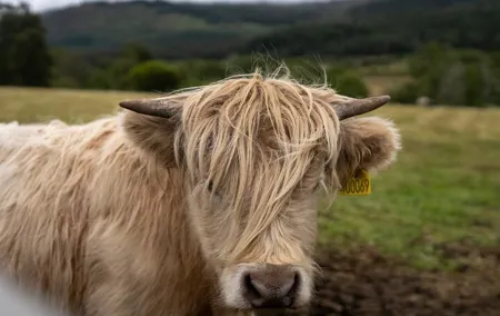 Highland Cow Hike in Edinburgh