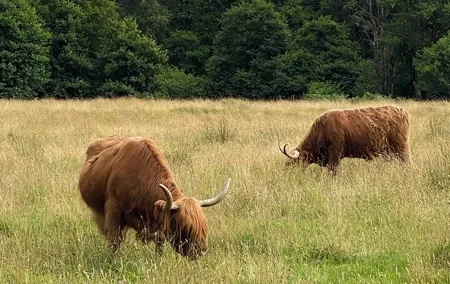 Private Day trip to Loch Ness and Scottish Highlands via Glencoe