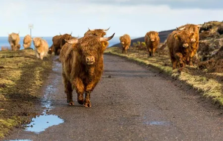 Highlands + Glencoe + Loch Ness Private Tour