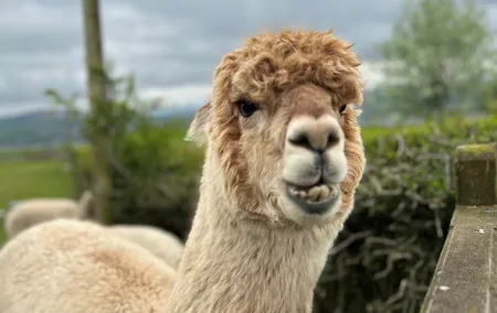 Highland Cows, Walk Alpacas & Scottish Wildlife Centre from Edin.