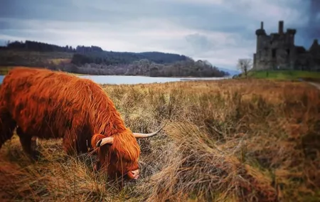 Full Day Private Tour in West Highlands, Oban and Glencoe
