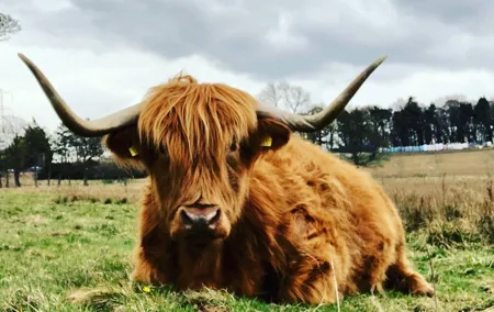 Rob Roy,Mary Queen Of Scots,Castles,Highlands,Lochs,Trossachs,Whisky!